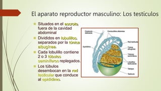 El aparato reproductor masculino: Los testículos
 Situados en el escroto,
fuera de la cavidad
abdominal
 Divididos en lobulillos,
separados por la túnica
albugínea.
 Cada lobulillo contiene
2 o 3 túbulos
seminíferos replegados.
 Los túbulos
desembocan en la red
testicular que conduce
al epidídimo.
 