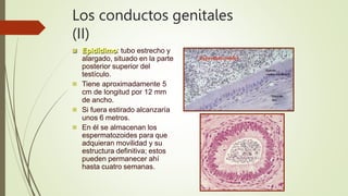 Los conductos genitales
(II)
 Epidídimo: tubo estrecho y
alargado, situado en la parte
posterior superior del
testículo.
 Tiene aproximadamente 5
cm de longitud por 12 mm
de ancho.
 Si fuera estirado alcanzaría
unos 6 metros.
 En él se almacenan los
espermatozoides para que
adquieran movilidad y su
estructura definitiva; estos
pueden permanecer ahí
hasta cuatro semanas.
 