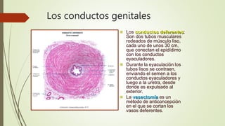 Los conductos genitales
 Los conductos deferentes:
Son dos tubos musculares
rodeados de músculo liso,
cada uno de unos 30 cm,
que conectan el epidídimo
con los conductos
eyaculadores.
 Durante la eyaculación los
tubos lisos se contraen,
enviando el semen a los
conductos eyaculadores y
luego a la uretra, desde
donde es expulsado al
exterior.
 La vasectomía es un
método de anticoncepción
en el que se cortan los
vasos deferentes.
 
