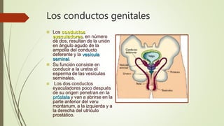 Los conductos genitales
 Los conductos
eyaculadores, en número
de dos, resultan de la unión
en ángulo agudo de la
ampolla del conducto
deferente y la vesícula
seminal.
 Su función consiste en
conducir a la uretra el
esperma de las vesículas
seminales.
 Los dos conductos
eyaculadores poco después
de su origen penetran en la
próstata y van a abrirse en la
parte anterior del veru
montanum, a la izquierda y a
la derecha del utrículo
prostático.
 