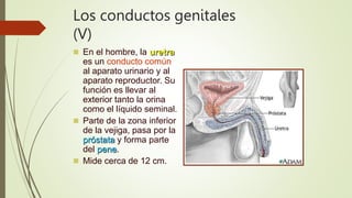 Los conductos genitales
(V)
 En el hombre, la uretra
es un conducto común
al aparato urinario y al
aparato reproductor. Su
función es llevar al
exterior tanto la orina
como el líquido seminal.
 Parte de la zona inferior
de la vejiga, pasa por la
próstata y forma parte
del pene.
 Mide cerca de 12 cm.
 