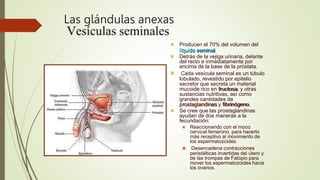 Las glándulas anexas
 Producen el 70% del volumen del
líquido seminal.
 Detrás de la vejiga urinaria, delante
del recto e inmediatamente por
encima de la base de la próstata.
 Cada vesícula seminal es un túbulo
lobulado, revestido por epitelio
secretor que secreta un material
mucoide rico en fructosa, y otras
sustancias nutritivas, así como
grandes cantidades de
prostaglandinas y fibrinógeno.
 Se cree que las prostaglandinas
ayudan de dos maneras a la
fecundación:
 Reaccionando con el moco
cervical femenino, para hacerlo
más receptivo al movimiento de
los espermatozoides
 Desencadena contracciones
peristálticas invertidas del útero y
de las trompas de Falopio para
mover los espermatozoides hacia
los ovarios.
 
