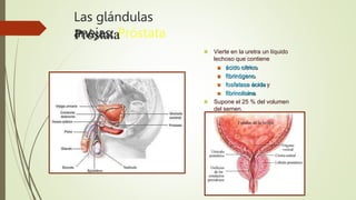Las glándulas
anejas: Próstata
 Vierte en la uretra un líquido
lechoso que contiene
 ácido cítrico,
 fibrinógeno,
 fosfatasa ácida y
 fibrinolisina.
 Supone el 25 % del volumen
del semen.
 
