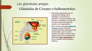 Las glándulas anejas:
 Pequeñas glándulas que se
encuentran debajo de la
próstata y su función es
secretar un líquido alcalino que
lubrica y neutraliza la acidez de
la uretra antes del paso del
semen en la eyaculación.
 Este líquido, llamado líquido de
Cowper, puede contener
espermatozoides (generalmente
arrastrados), por lo cual la
práctica de retirar el pene de la
vagina antes de la eyaculación
(llamado coitus interruptus) no
es un método anticonceptivo
efectivo.
 