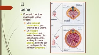 El
pene
 Formado por tres
masas de tejido
eréctil:
 Dos cuerpos
cavernosos, por
encima de la uretra.
 Un cuerpo
esponjoso que
rodea la uretra. Su
parte final es más
ancha y forma el
glande, cubierto por
un repliegue de piel
llamado prepucio.
 