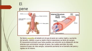 El
pene
Se llama erección al estado en el que el pene se vuelve rígido y aumenta
de tamaño, debido a que su tejido interno esponjoso se llena de sangre.
El mecanismo primario que hace posible una erección es la dilatación de las
arterias que suministran sangre al pene, las cuales permiten de esta
manera el paso de más sangre, causando aumento en el tamaño del pene y
rigidez en el mismo.
 