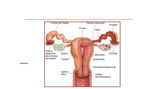 Aparato reproductor femenino
 