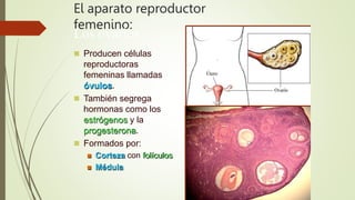 El aparato reproductor
femenino:
Los ovarios
 Producen células
reproductoras
femeninas llamadas
óvulos.
 También segrega
hormonas como los
estrógenos y la
progesterona.
 Formados por:
 Corteza con folículos
 Médula
 