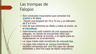 Las trompas de
Falopio
 Son conductos musculares que conectan los
ovarios y el útero.
 Tienen una longitud de 10 a 12 cm y un diámetro
de 2 a 4 mm.
 Uno de sus extremos se dilata y rodea al ovario, es
el infundíbulo.
 Internamente está cubierto de una mucosa con
pliegues, en donde se encuentran cilios que
ayudan a movilizar al ovocito, o al cigoto para su
implantación en el endometrio
 La capa media está constituida de músculo liso.
 La capa más externa es serosa (membrana
epitelial compuesta por una fina capa de células
epiteliales y otra fina capa de tejido conjuntivo).
 