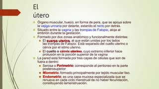 El
útero
 Órgano muscular, hueco, en forma de pera, que se apoya sobre
la vejiga urinaria por delante, estando el recto por detrás.
 Situado entre la vagina y las trompas de Falopio, aloja al
embrión durante la gestación.
 Formado por dos zonas anatómico y funcionalmente distintas:
 El cuerpo uterino, al que están unidas por los lados
las trompas de Falopio. Está separado del cuello uterino o
cérvix por el istmo uterino.
 El cuello o cérvix uterino, cuyo extremo inferior hace
protusión en la porción superior de la vagina
 La pared está formada por tres capas de células que son de
fuera a dentro:
 Serosa o Perimetrio, corresponde al peritoneo en la parte
posterosuperior
 Miometrio, formado principalmente por tejido muscular liso.
 Endometrio, es una capa mucosa especializada que se
renueva en cada ciclo menstrual de no haber fecundación,
constituyendo lamenstruación.
 