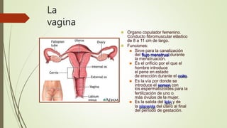 La
vagina
 Órgano copulador femenino.
Conducto fibromuscular elástico
de 8 a 11 cm de largo.
 Funciones:
 Sirve para la canalización
del flujo menstrual durante
la menstruación.
 Es el orificio por el que el
hombre introduce
el pene en estado
de erección durante el coito.
 Es la vía por donde se
introduce el semen con
los espermatozoides para la
fertilización de uno o
más óvulos de la mujer.
 Es la salida del feto y de
la placenta del útero al final
del período de gestación.
 