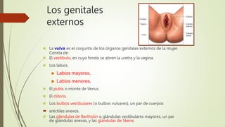 Los genitales
externos
 La vulva es el conjunto de los órganos genitales externos de la mujer.
Consta de:
 El vestíbulo, en cuyo fondo se abren la uretra y la vagina.
 Los labios.
 Labios mayores.
 Labios menores.
 El pubis o monte de Venus.
 El clítoris.
 Los bulbos vestibulares (o bulbos vulvares), un par de cuerpos
 eréctiles anexos.
 Las glándulas de Bartholin o glándulas vestibulares mayores, un par
de glándulas anexas, y las glándulas de Skene.
 