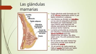 Las glándulas
mamarias
 Cada glándula está formada por 15
a 20 lóbulos separados entre sí por
tejido conectivo y adiposo.
 Los lóbulos se dividen en lobulillos
y a su vez en pequeños racimos
formados por redondeadas cuya
cara interior está tapizada de
células secretoras en las que se
produce leche materna.
 La leche producida es conducida
por túbulos y conductos hasta los
senos lactíferos que son
dilataciones de estos. De ellos
salen unos 15 a 25 conductos hacia
el pezón.
 En el centro de cada mama hay
una zona circular que recibe el
nombre de areola
 En el centro de cada areola se
halla el pezón formado por tejido
eréctil que facilita la succión.
 