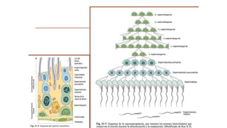 Espermato-
génesis
 
