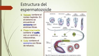 Estructura del
espermatozoide
 Cabeza: contiene el
núcleo haploide. En
el extremo se
encuentra el
acrosoma con
enzimas líticas.
 Pieza intermedia:
contiene el cuello,
con un centríolo, y
mitocondrias.
 Cola: contiene el
axonema con fibras
de refuerzo.
 