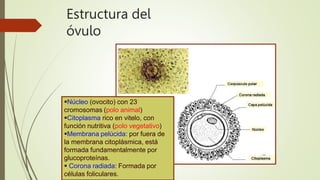 Estructura del
óvulo
Núcleo (ovocito) con 23
cromosomas (polo animal)
Citoplasma rico en vitelo, con
función nutritiva (polo vegetativo)
Membrana pelúcida: por fuera de
la membrana citoplásmica, está
formada fundamentalmente por
glucoproteínas.
 Corona radiada: Formada por
células foliculares.
 