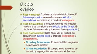 El ciclo
ovárico
 Fase menstrual: 5 primeros días del ciclo. Unos 20
folículos primarios se ransforman en folículos
secundarios y comienzan a producir estrógenos.
 Fase preovulatoria o folicular: Uno de los folículos
madura y se transforma en folículo de De Graaf. El
día 14 el folículo estalla y libera un óvulo (ovulación).
 Fase postovulatoria: Días 15 al 28. El folículo se
convierte en cuerpo lúteo y produce estrógenos y
progesterona.
 Si no hay fecundación: El cuerpo lúteo degenera
dejando una cicatriz.
 Si hay fecundación: El cuerpo lúteo aumenta de
tamaño y segrega hormonas hasta el 3er mes.
 