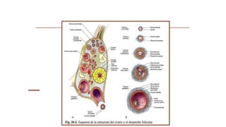 El ciclo ovárico
 