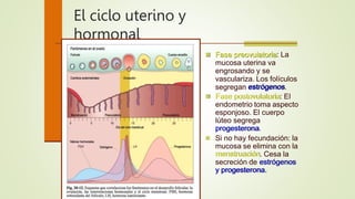 El ciclo uterino y
hormonal
 Fase preovulatoria: La
mucosa uterina va
engrosando y se
vasculariza. Los folículos
segregan estrógenos.
 Fase postovulatoria: El
endometrio toma aspecto
esponjoso. El cuerpo
lúteo segrega
progesterona.
 Si no hay fecundación: la
mucosa se elimina con la
menstruación. Cesa la
secreción de estrógenos
y progesterona.
 