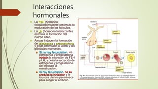 Interacciones
hormonales
 La FSH (hormona
foliculoestimulante) estimula la
maduración de los folículos.
 La LH (hormona luteinizante)
estimula la formación del
cuerpo lúteo.
 Ambas inducen la formación
de estrógenos y progesterona,
y éstas estimulan al útero y las
glándulas mamarias.
 Si no hay fecundación, los
estrógenos y progesterona
inhiben la secreción de FSH
y LH, y cesa la secreción de
estrógenos y progesterona.
Se produce la
menstruación.
 Si hay fecundación, no se
produce la inhibición y la
mucosa uterina permanece
para acoger al embrión.
 