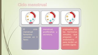 ciclo
El
menstrual
femenino
consiste en 3
fases:
menstrual,
proliferativa y
secretora,
originadas por
las hormonas
sexuales, que
preparan al
endometrio
para recibir un
posible cigoto.
 