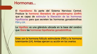 Hormonas…
El Hipotálamo: Es parte del Sistema Nervioso Central.
Produce la hormona liberadora de gonadotropina (GnRH)
que es capaz de estimular la liberación de las hormonas
hipofisiarias para que secreten las hormonas gonadotrofinas
FSH y LH.
La Hipófisis: es una glándula ubicada en la base del cerebro
que libera las hormonas hipofisiarias gonadotróficas.
Estas son la hormona folículo estimulante (FSH) y la hormona
luteinizante (LH). Ambas ejercen su acción en los ovarios.
 