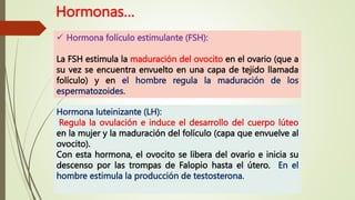 Hormonas…
Hormona luteinizante (LH):
Regula la ovulación e induce el desarrollo del cuerpo lúteo
en la mujer y la maduración del folículo (capa que envuelve al
ovocito).
Con esta hormona, el ovocito se libera del ovario e inicia su
descenso por las trompas de Falopio hasta el útero. En el
hombre estimula la producción de testosterona.
 Hormona folículo estimulante (FSH):
La FSH estimula la maduración del ovocito en el ovario (que a
su vez se encuentra envuelto en una capa de tejido llamada
folículo) y en el hombre regula la maduración de los
espermatozoides.
 