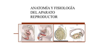ANATOMÍAY FISIOLOGÍA
DEL APARATO
REPRODUCTOR
 
