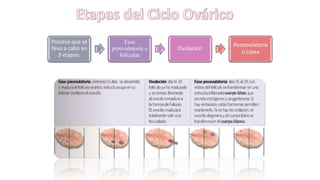 Proceso que se
lleva a cabo en
3 etapas:
Fase
preovulatoria o
folicular
Ovulación
Postovulatoria
o Lútea
 
