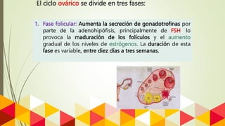 El ciclo ovárico se divide en tres fases:
1. Fase folicular: Aumenta la secreción de gonadotrofinas por
parte de la adenohipófisis, principalmente de FSH, lo
provoca la maduración de los folículos y el aumento
gradual de los niveles de estrógenos. La duración de esta
fase es variable, entre diez días a tres semanas.
 