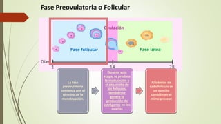 Fase Preovulatoria o Folicular
La fase
preovulatoria
comienza con el
término de la
menstruación.
Durante esta
etapa, se produce
la maduración y
el desarrollo de
los folículos,
también se
genera la
producción de
estrógenos en los
ovarios
Al interior de
cada folículo se
un ovocito
también en el
mimo proceso
 