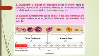 2. Ovulación: El ovocito es expulsado desde el ovario hacia el
oviducto, producto de un aumento abrupto en la concentración de
LH, debido al aumento de los niveles de estrógenos.
La ovulación generalmente ocurre el día 14 del ciclo menstrual, sin
embargo, no siempre es así, debido a la duración variable de la fase
folicular.
 