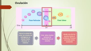 Ovulación
Hacia la mitad del
ciclo, los niveles de
estrógenos se
elevan hasta
alcanzar su
máximo
Esto altos niveles
provoca la
liberación de un
ovocito
desde uno de los
ovarios hacia el
oviducto. Proceso
conocido como
ovulación
 