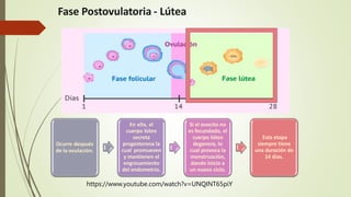 Fase Postovulatoria - Lútea
Ocurre después
de la ovulación.
En ella, el
cuerpo lúteo
secreta
progesterona la
cual promueven
y mantienen el
engrosamiento
del endometrio.
Si el ovocito no
es fecundado, el
cuerpo lúteo
degenera, lo
cual provoca la
menstruación,
dando inicio a
un nuevo ciclo.
Esta etapa
siempre tiene
una duración de
14 días.
https://www.youtube.com/watch?v=UNQINT65piY
 
