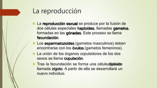 La reproducción
 La reproducción sexual se produce por la fusión de
dos células especiales haploides, llamadas gametos,
formadas en las gónadas. Este proceso se llama
fecundación.
 Los espermatozoides (gametos masculinos) deben
encontrarse con los óvulos (gametos femeninos).
 La unión de los órganos copuladores de los dos
sexos se llama copulación.
 Tras la fecundación se forma una célula diploide
llamada zigoto. A partir de ella se desarrollará un
nuevo individuo.
 