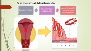 Dura de 3 a7 días.
Sedesprende el
endometrio
ocurre el sangrado
conocido como
menstruación.
Fase menstrual- Menstruación
 