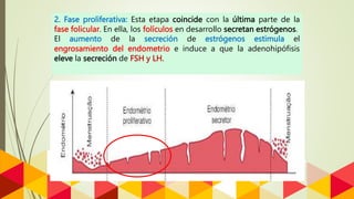 2. Fase proliferativa: Esta etapa coincide con la última parte de la
fase folicular. En ella, los folículos en desarrollo secretan estrógenos.
El aumento de la secreción de estrógenos estimula el
engrosamiento del endometrio e induce a que la adenohipófisis
eleve la secreción de FSH y LH.
 