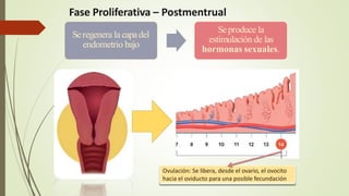 Seregenera la capadel
endometrio bajo
Seproduce la
estimulación de las
hormonas sexuales.
Fase Proliferativa – Postmentrual
Ovulación: Se libera, desde el ovario, el ovocito
hacia el oviducto para una posible fecundación.
 