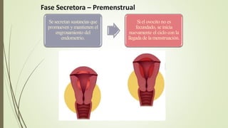 Fase Secretora – Premenstrual
Sesecretan sustancias que
promueven ymantienen el
engrosamiento del
endometrio.
Siel ovocito no es
fecundado, se inicia
nuevamente el ciclo con la
llegada de la menstruación.
 