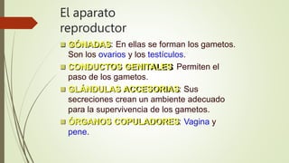 El aparato
reproductor
 GÓNADAS: En ellas se forman los gametos.
Son los ovarios y los testículos.
 CONDUCTOS GENITALES: Permiten el
paso de los gametos.
 GLÁNDULAS ACCESORIAS: Sus
secreciones crean un ambiente adecuado
para la supervivencia de los gametos.
 ÓRGANOS COPULADORES: Vagina y
pene.
 