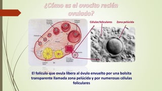 El folículo que ovula libera al óvulo envuelto por una bolsita
transparente llamada zona pelúcida y por numerosas células
foliculares
Células foliculares Zona pelúcida
 