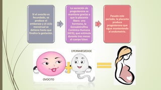 Si el ovocito es
fecundado, se
produce el
embarazo y el ciclo
menstrual se
detiene hasta que
finalice la gestación.
La secreción de
progesterona se
mantiene gracias a
que la placenta
libera una
hormona, la
Gonadotrofina
Coriónica Humana
(HCG), que estimula
durante tres meses
al cuerpo lúteo.
Pasado este
período, la placenta
produce
progesterona que
sigue manteniendo
al endometrio.
OVOCITO
EPERMATOZOIDE
 