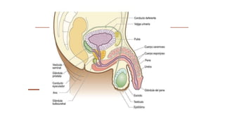 El aparato reproductor masculino
 