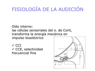 FISIOLOGÍA DE LA AUDICIÓN
Oído interno:
las células sensoriales del o. de Corti,
transforma la energía mecánica en
impulso bioeléctrico
 CCI
 CCE, selectividad
frecuencial fina
 