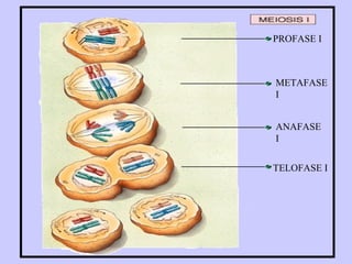 PROFASE I



METAFASE
I


ANAFASE
I


TELOFASE I
 