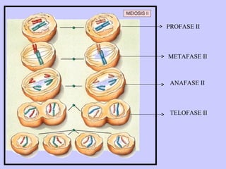 PROFASE II



METAFASE II



 ANAFASE II



 TELOFASE II
 