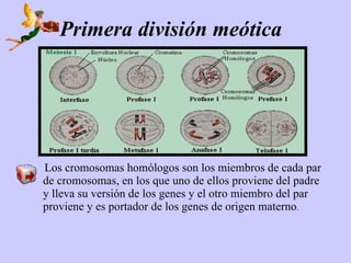 Primera división meótica




Los cromosomas homólogos son los miembros de cada par
de cromosomas, en los que uno de ellos proviene del padre
y lleva su versión de los genes y el otro miembro del par
proviene y es portador de los genes de origen materno.
 