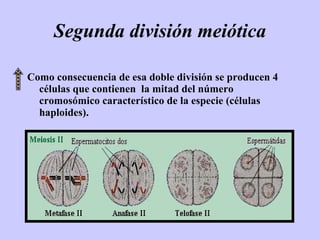 Segunda división meiótica

Como consecuencia de esa doble división se producen 4
  células que contienen la mitad del número
  cromosómico característico de la especie (células
  haploides).
 