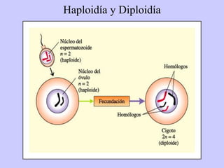 Haploidía y Diploidía
 