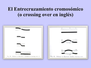 El Entrecruzamiento cromosómico
    (o crossing over en inglés)
 